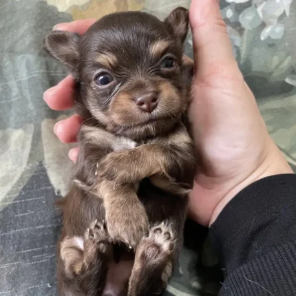 Chocolate Puppies Long Haired Chihuahua (1)