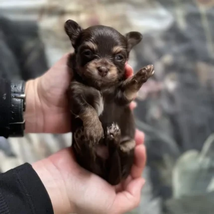 Chocolate Puppies Long Haired Chihuahua (7)