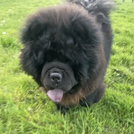 Chunky Chow Chow Pablo (1)