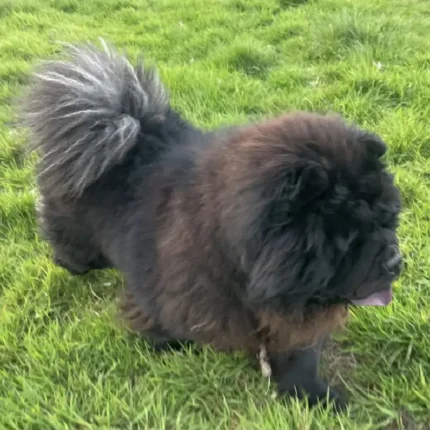 Chunky Chow Chow Pablo (3)