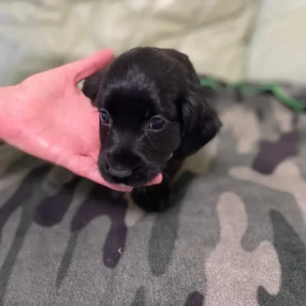 Cocker Spaniel Puppie Black (1)