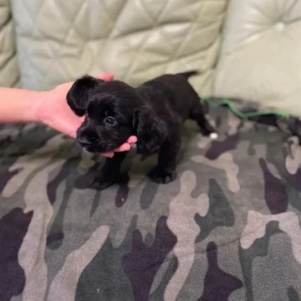 Cocker Spaniel Puppie Black (4)