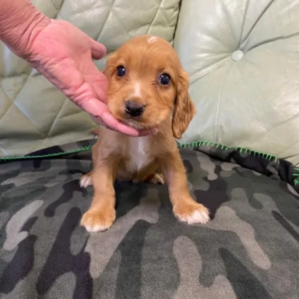 Cocker Spaniel Puppie Brown (1)