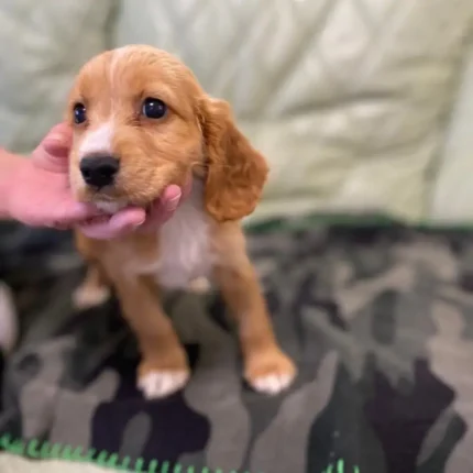 Cocker Spaniel Puppie Brown (4)