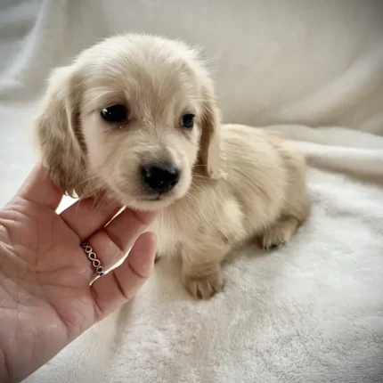 Cream Long Haired Daschound (6)