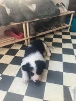 Cute Border Collie Puppy (1)