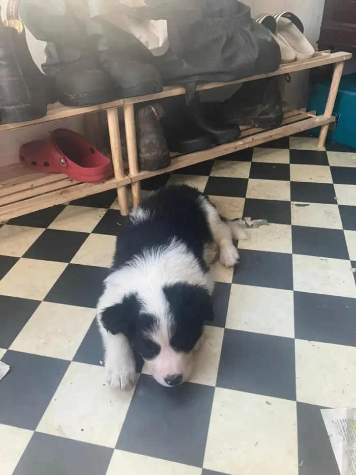 Cute Border Collie Puppy (1)