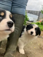 Cute Border Collie Puppy (3)