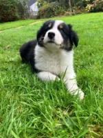 Cute Border Collie Puppy (4)