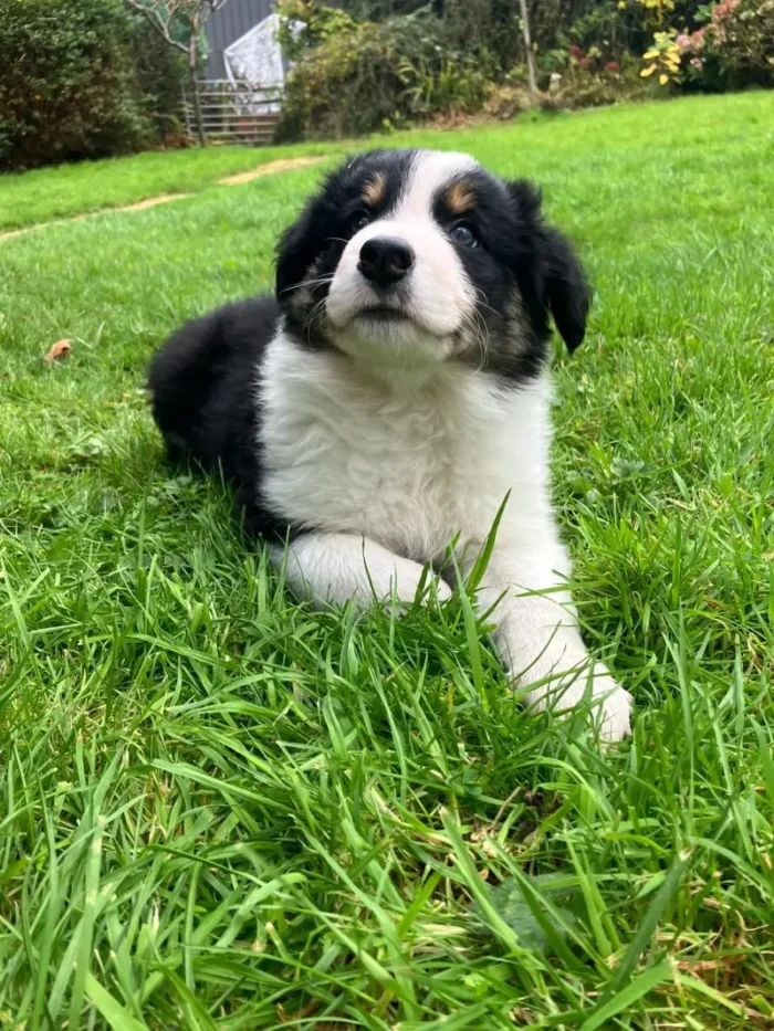 Cute Border Collie Puppy (4)