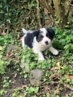 Cute Border Collie Puppy (6)