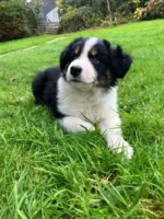 Cute Border Collie Puppy (7)