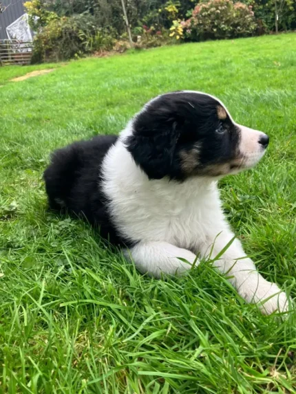 Cute Border Collie Puppy (8)