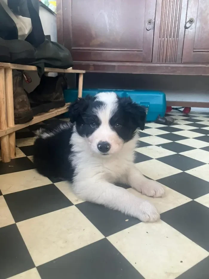 Cute Border Collie Puppy (9)