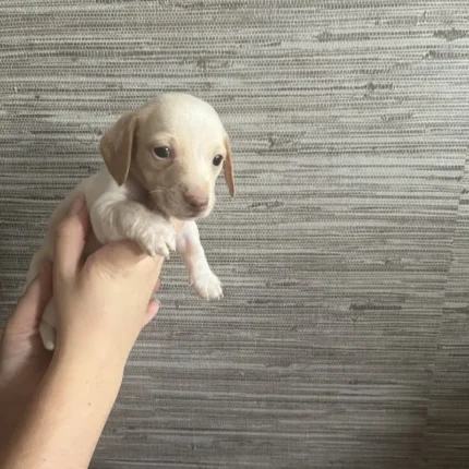 Dachshund Puppies Brown (1)