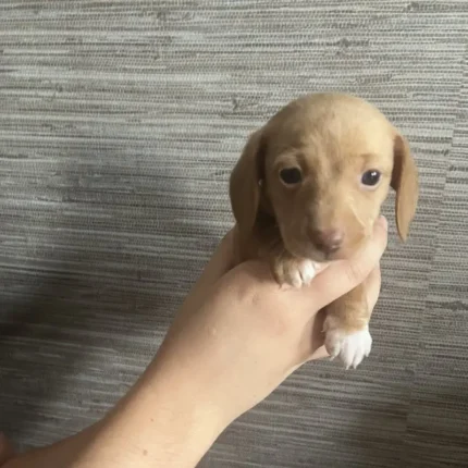 Dachshund Puppies Brown (3)