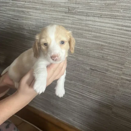 Dachshund Puppies White (1)