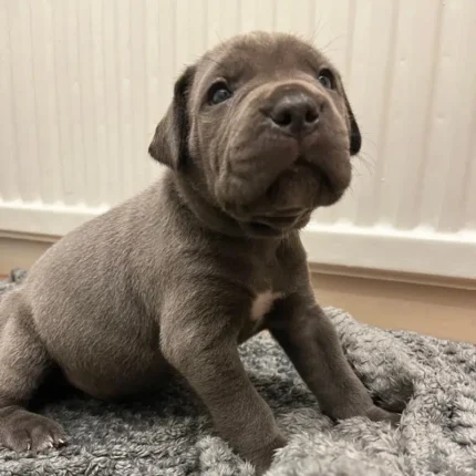 Exceptional Full Pedigree Cane Corso Puppie Black (1)