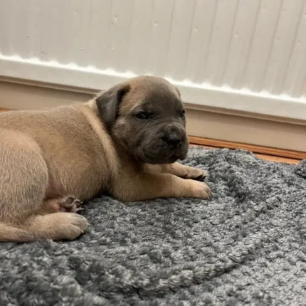 Exceptional Full Pedigree Cane Corso Puppie Brown (1)