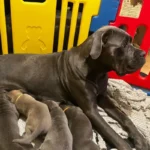 Exceptional Full Pedigree Cane Corso Puppie Brown (2)