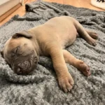 Exceptional Full Pedigree Cane Corso Puppie Brown (3)