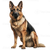 German Shepherd dogs fore sale in uk