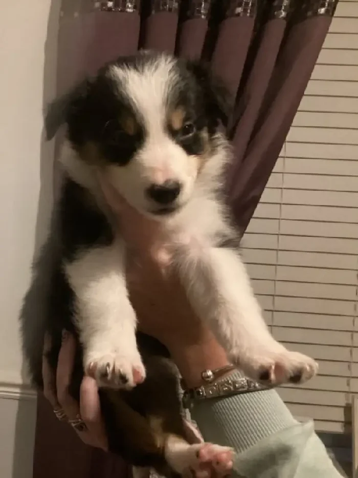 Long Haired Border Collie Puppy (1)