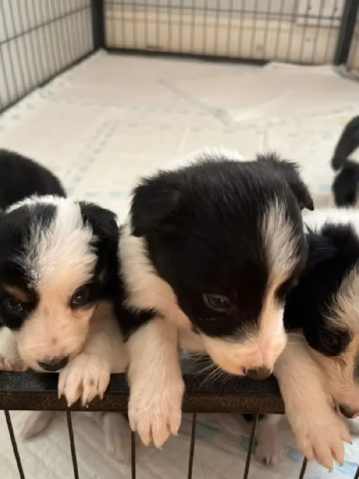 Long Haired Border Collie Puppy (2)