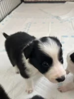 Long Haired Border Collie Puppy (3)