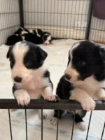 Long Haired Border Collie Puppy (4)