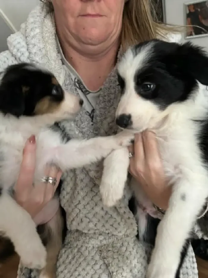 Long Haired Border Collie Puppy (5)