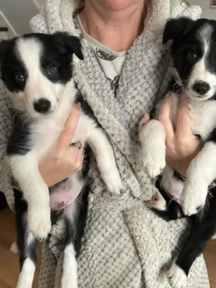 Long Haired Border Collie Puppy (6)