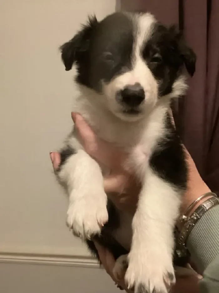 Long Haired Border Collie Puppy (7)