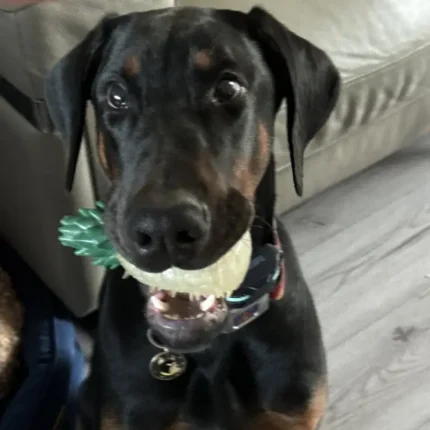 Male Black and Rust Doberman (4)