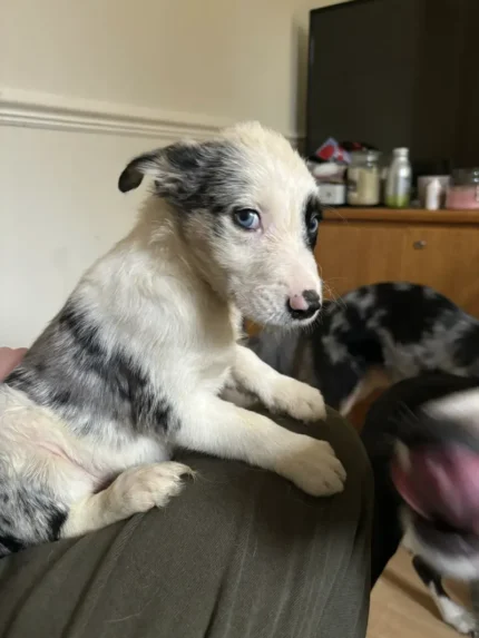 Merl Black and White Border Collie Pups (1)