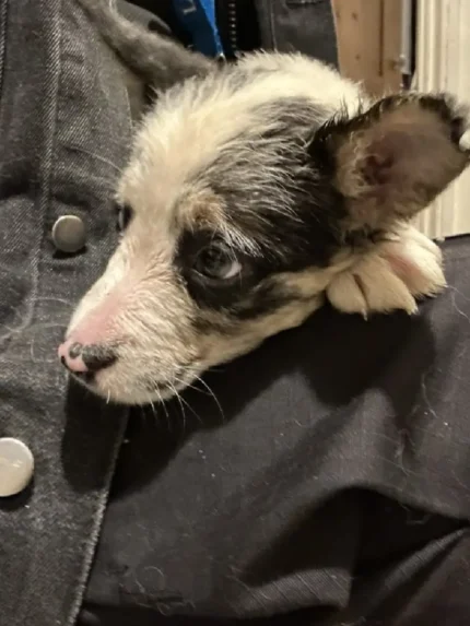 Merl Black and White Border Collie Pups (5)