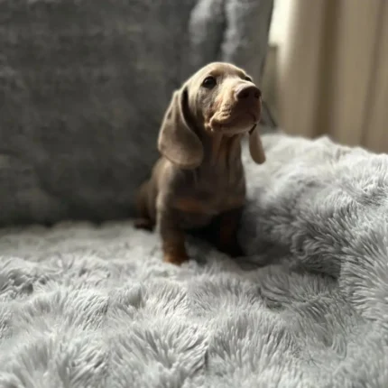 Miniature Dachshund (1)