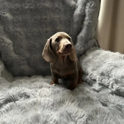 Miniature Dachshund (4)