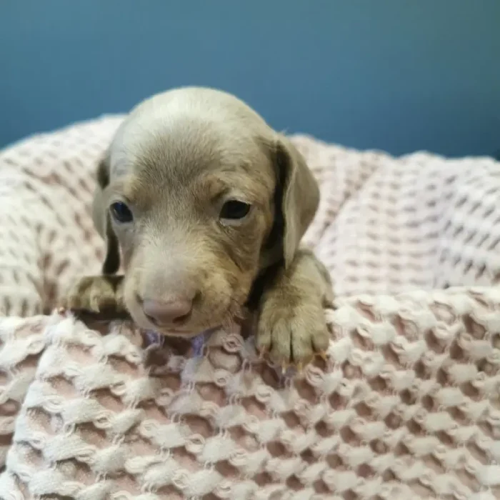 Miniature Dachsund pups (1)