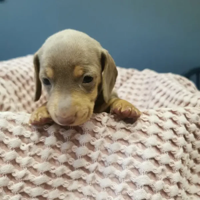 Miniature Dachsund pups (3)