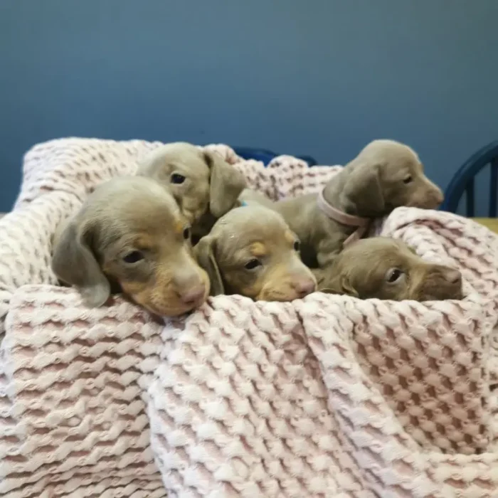 Miniature Dachsund pups (4)