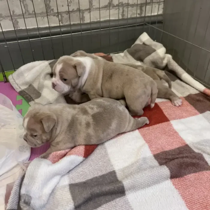 Pocket Bully Pups Absolutely Adorable Bulldog (1)