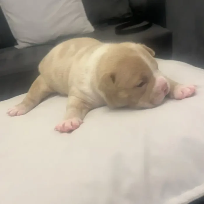 Pocket Bully Pups Absolutely Adorable Bulldog (4)