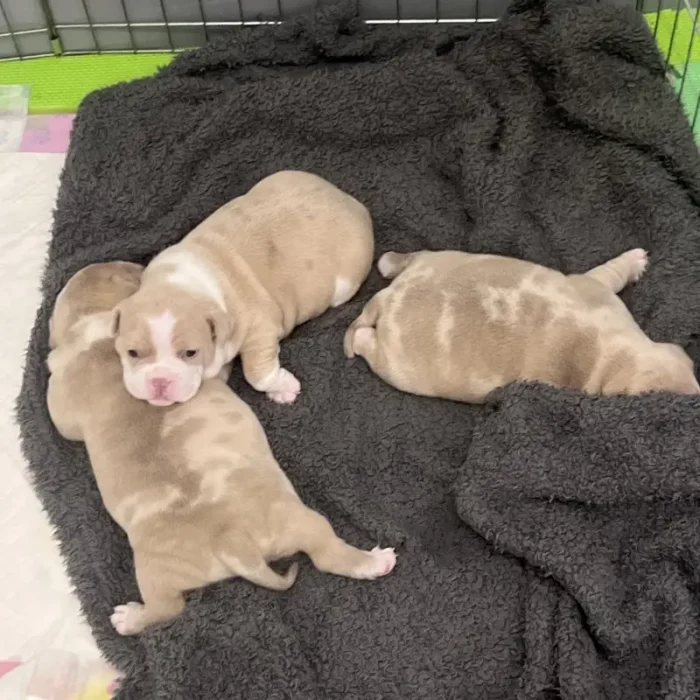 Pocket Bully Pups Absolutely Adorable Bulldog (5)