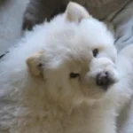 Quality KC Chow chow Puppie White (1)