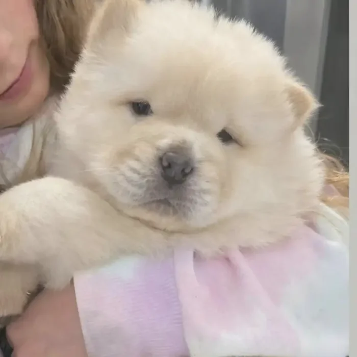 Quality KC Chow chow Puppie White (2)