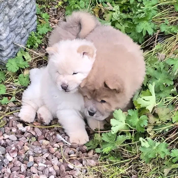 Quality KC Chow chow Puppie White (3)