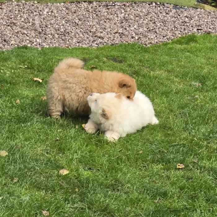 Quality KC Chow chow Puppie White (4)