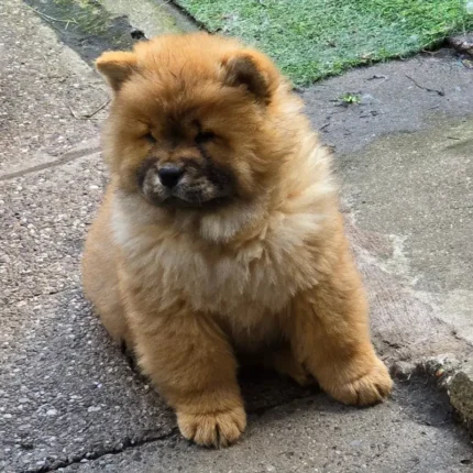 Quality KC Chow chows Puppies (1)
