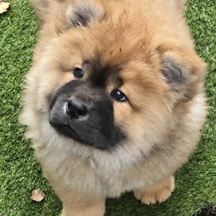 Quality KC Chow chows Puppies (3)